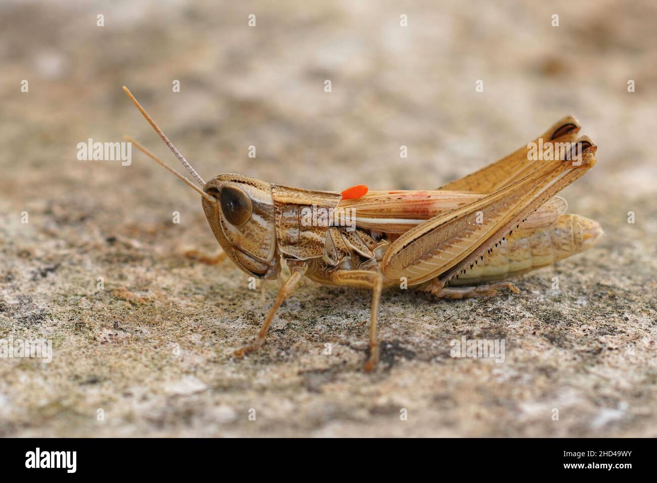 Gros plan sur une sauterelle de Jersey adulte, Euchorthippus elegantulus, avec l'œuf orange d'un parasite sur son dos Banque D'Images