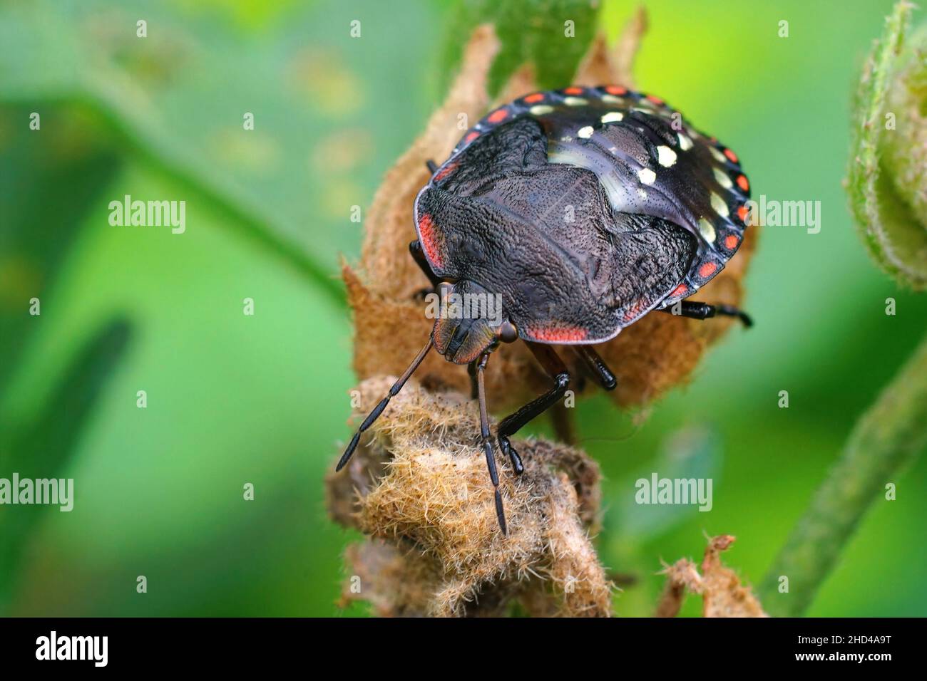 Gros plan horizontal sur une nymphe colorée de l'insecte vert du Sud, Nezara virudula assis sur une feuille verte dans le jardin Banque D'Images