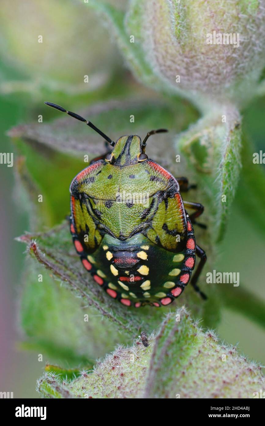 Gros plan vertical sur une nymphe colorée de l'insecte vert du Sud, Nezara virudula assis sur une feuille verte dans le jardin Banque D'Images