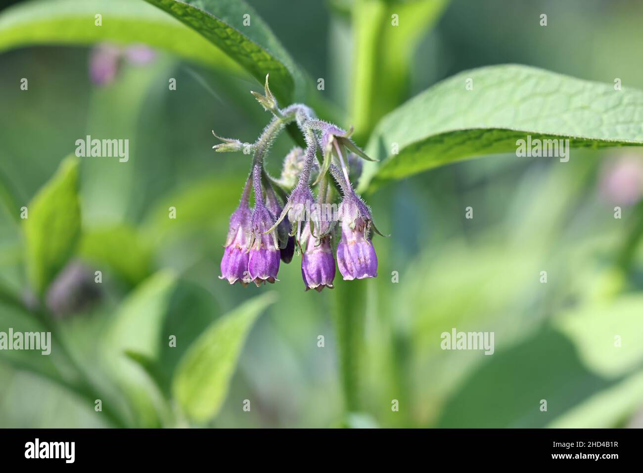 Symphytum officinale, connue sous le nom de comfrey commun ou comphrey commun, plante médicinale sauvage de Finlande Banque D'Images