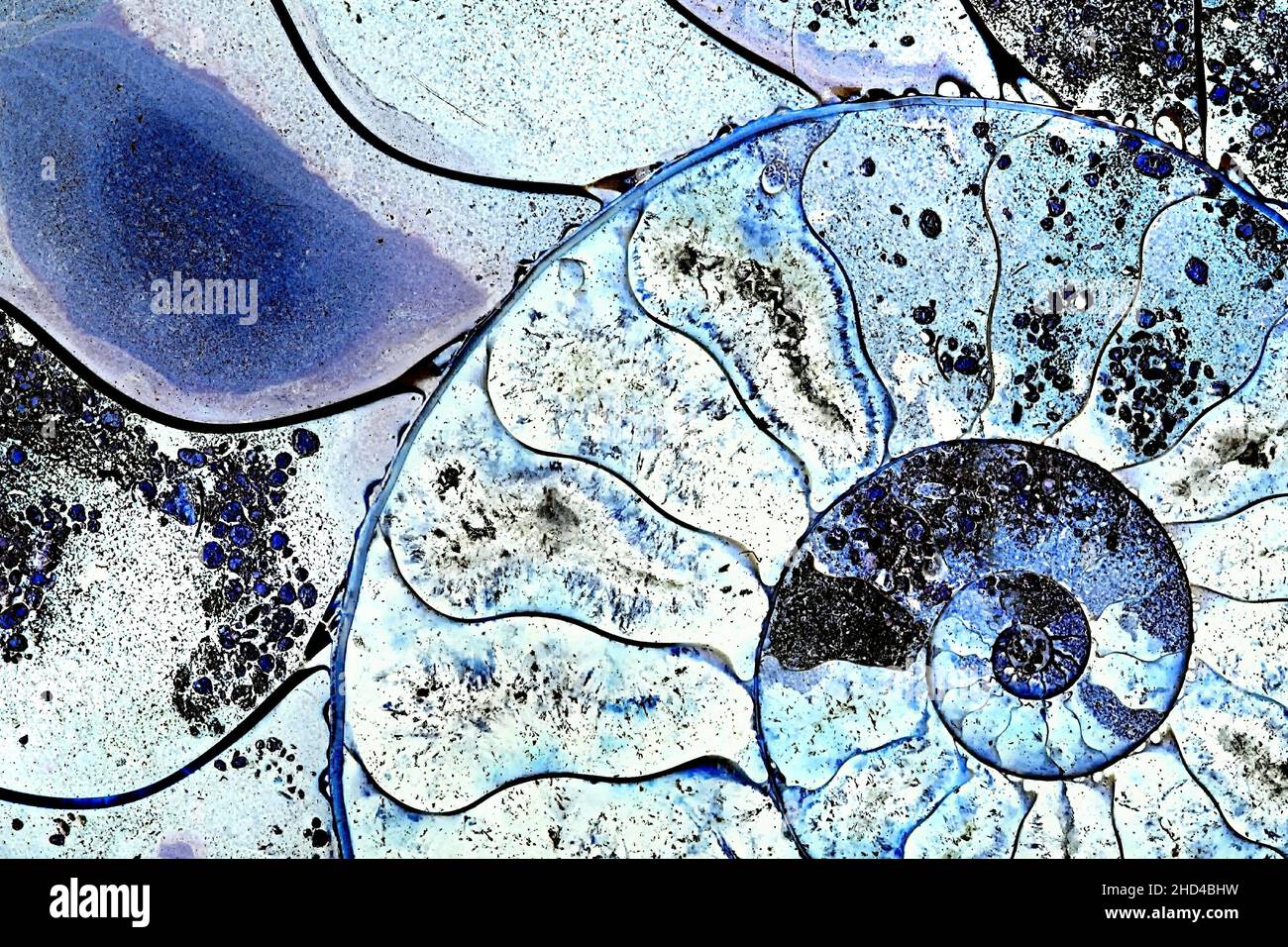 Ammonite fossile, tranché avec la structure interne révélé, couleurs manipulées Banque D'Images