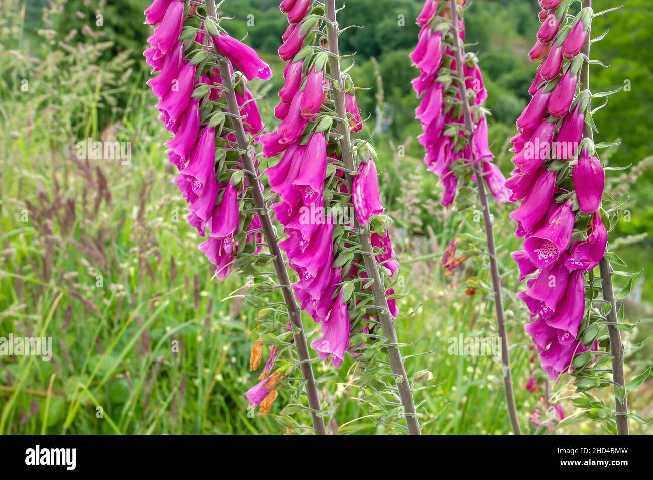 Digitalis purpurea ou foxglove fleurs roses profondes en fleurs Banque D'Images