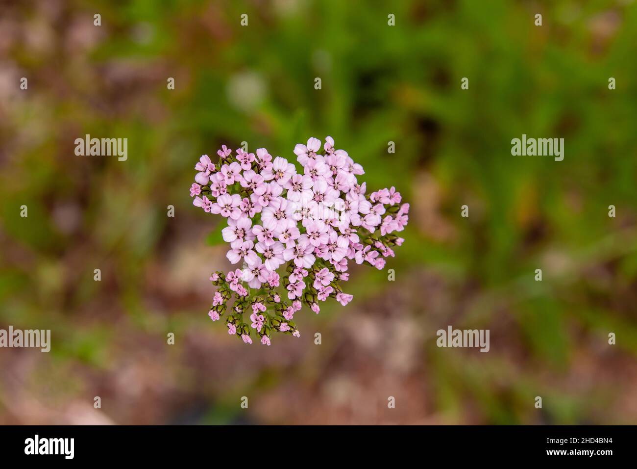 Yarrow fleurs roses gros plan Banque D'Images