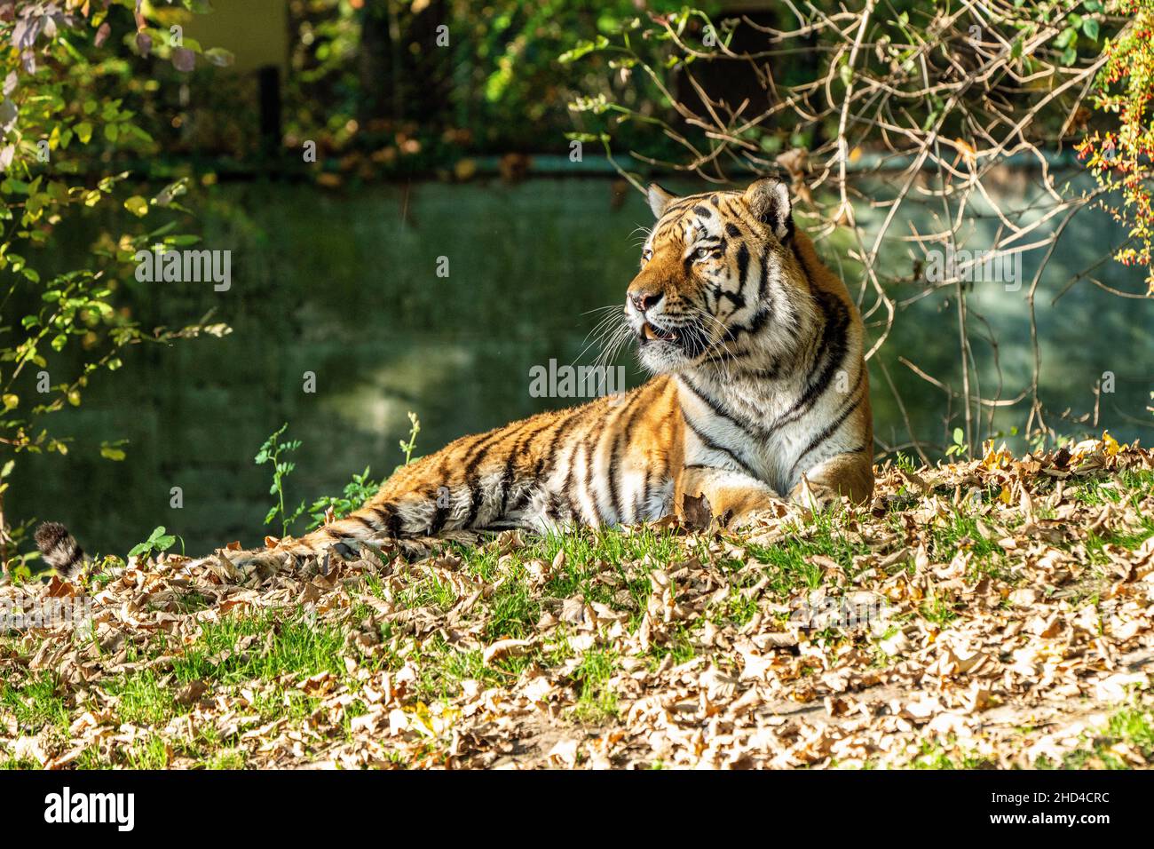 Le tigre de Sibérie, Panthera tigris altaica est le plus grand chat dans le monde Banque D'Images