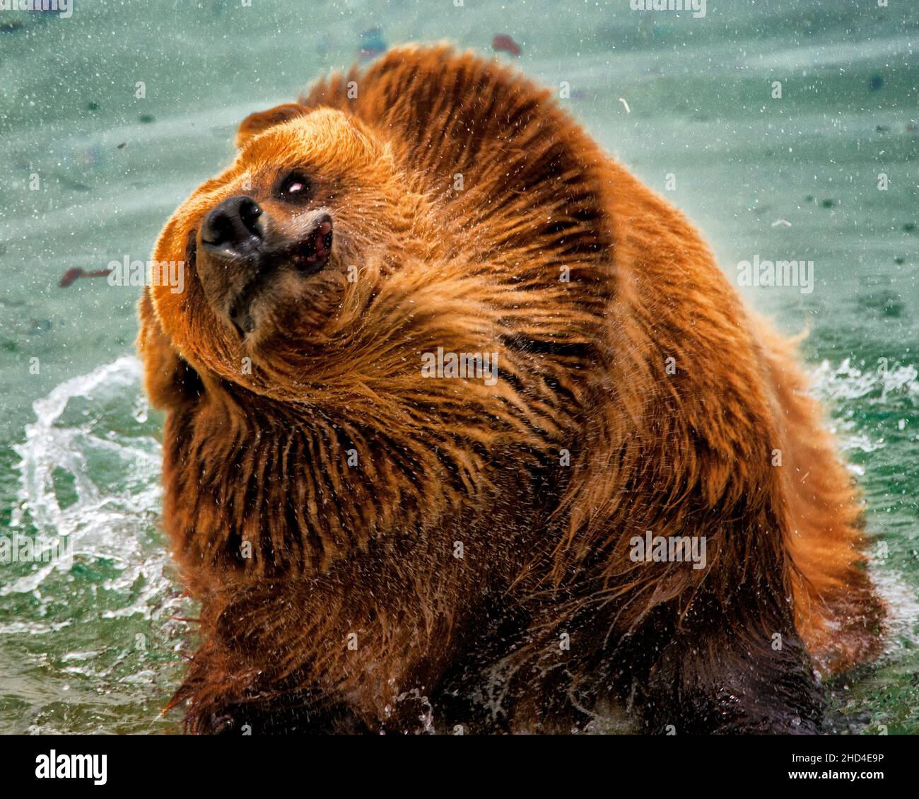 Gros plan d'un énorme grizzli baignant dans un lac Banque D'Images