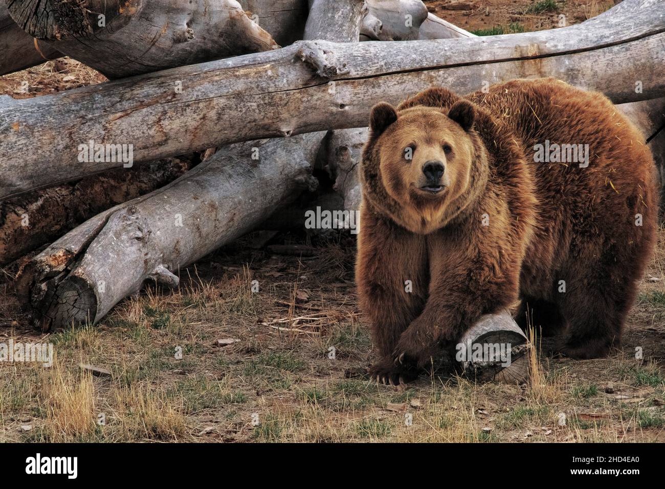 Énorme grizzli marchant sur l'herbe Banque D'Images