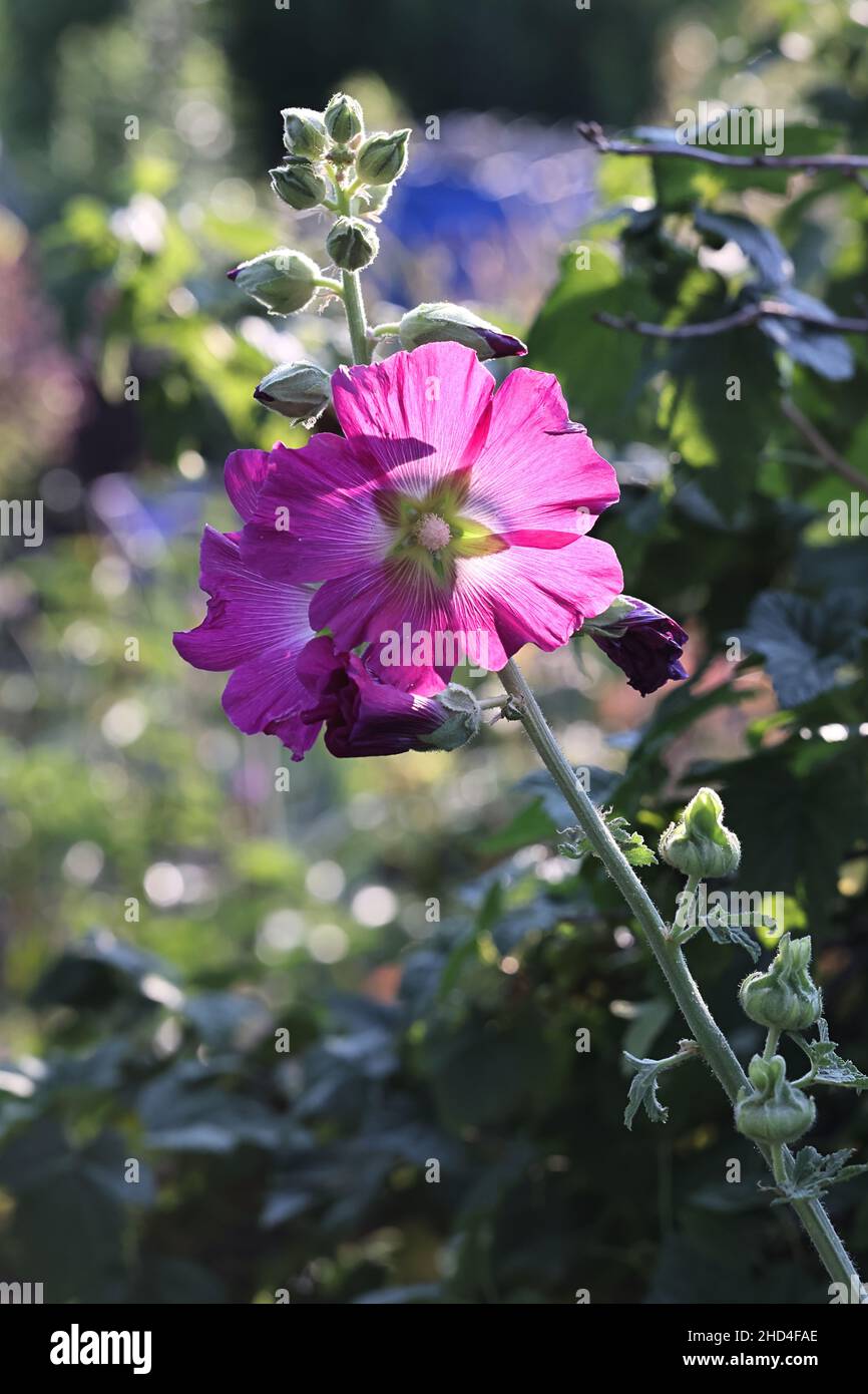 Arbre mallov, Malva × clementii, plante de jardin à fleurs Banque D'Images