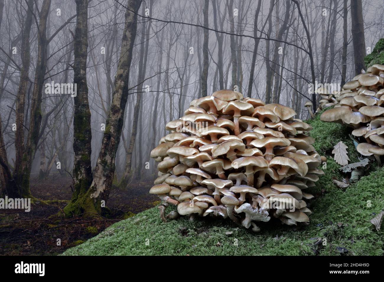 Armillaria mellea (champignon du miel) avec un habitat typique des bois en arrière-plan.Cette espèce cause la pourriture des racines. Banque D'Images