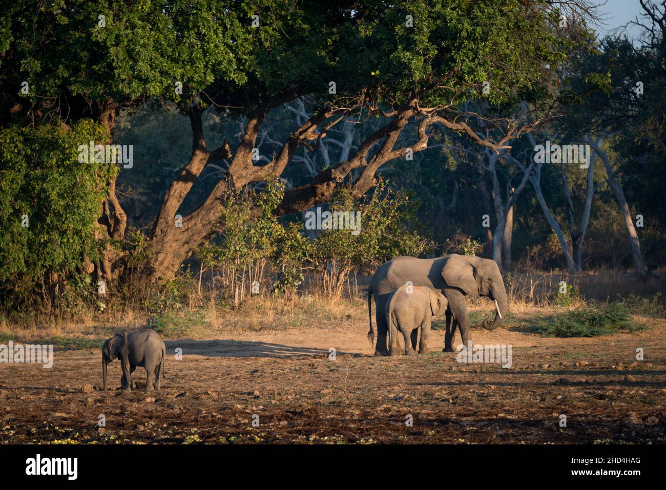 Observation des éléphants tôt le matin lors d'un safari dans le parc national de Luangwa-Sud, en Zambie Banque D'Images