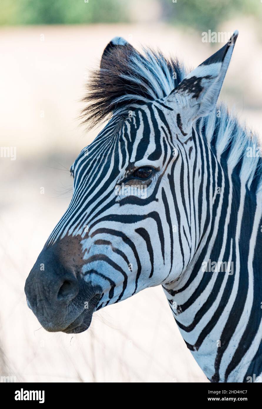 Le zèbre de Crawshay dans le parc national de Luangwa-Sud, en Zambie Banque D'Images