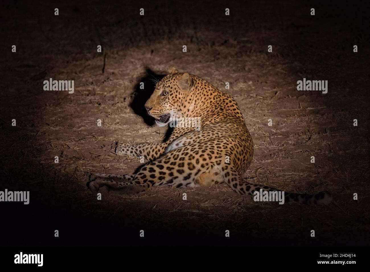 Un léopard la nuit dans le parc national de Luangwa Sud, en Zambie Banque D'Images