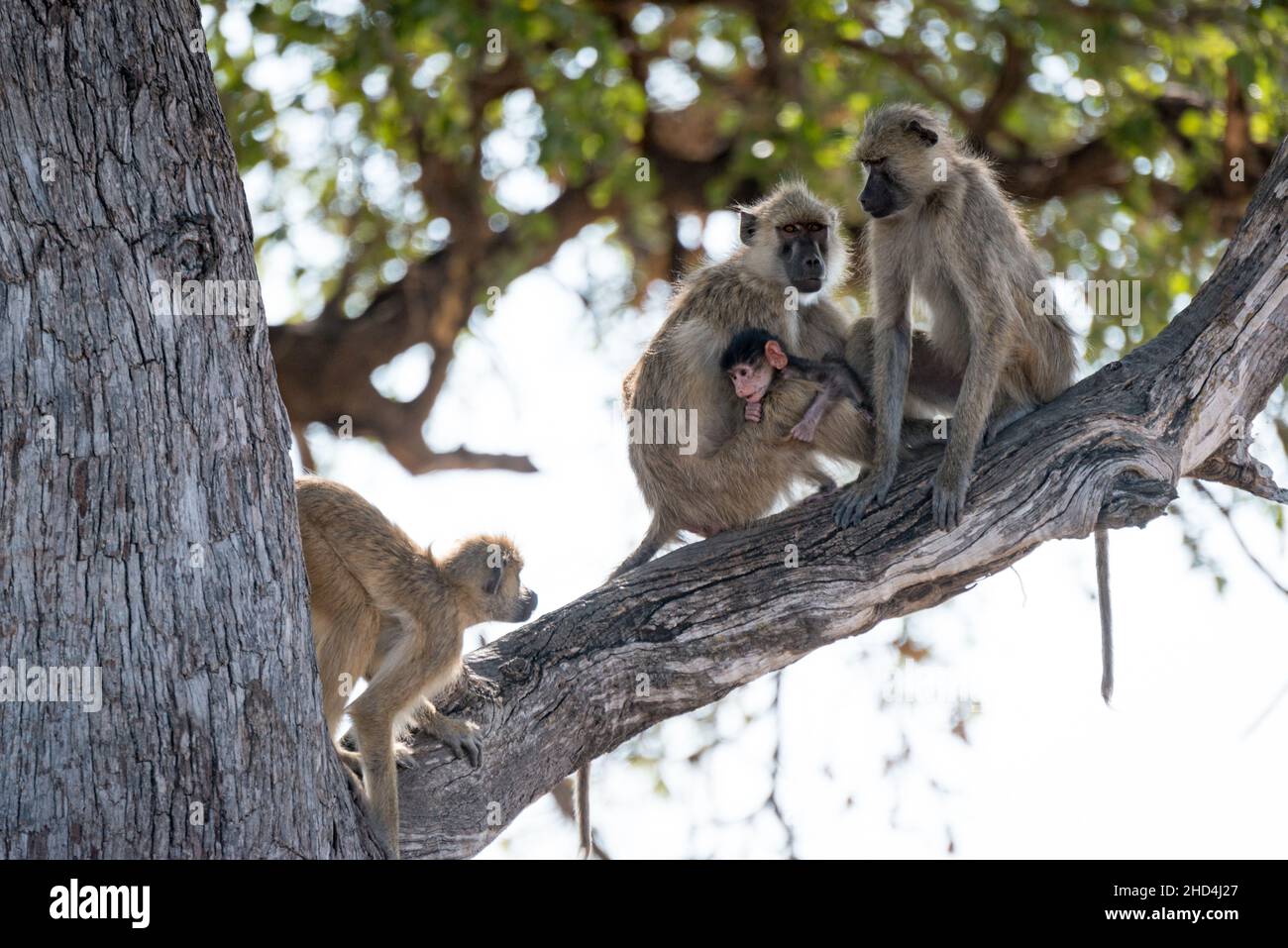 Une famille de singes macaques joue un feuilleton d'opéra dans les arbres du parc national de South Luangwa, en Zambie Banque D'Images Une famille de singes macaques joue un feuilleton d'opéra dans les arbres du parc national de South Luangwa, en Zambie Banque D'Images