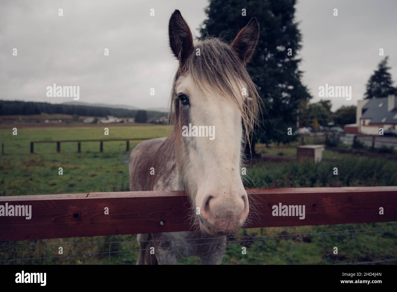 Un cheval à tête blanche regarde la caméra depuis l'arrière d'une clôture en Écosse Banque D'Images