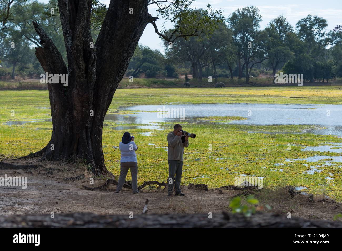 Touristes avec appareils photo et téléobjectifs prenant des photos en safari au parc national de South Luangwa, Zambie Banque D'Images