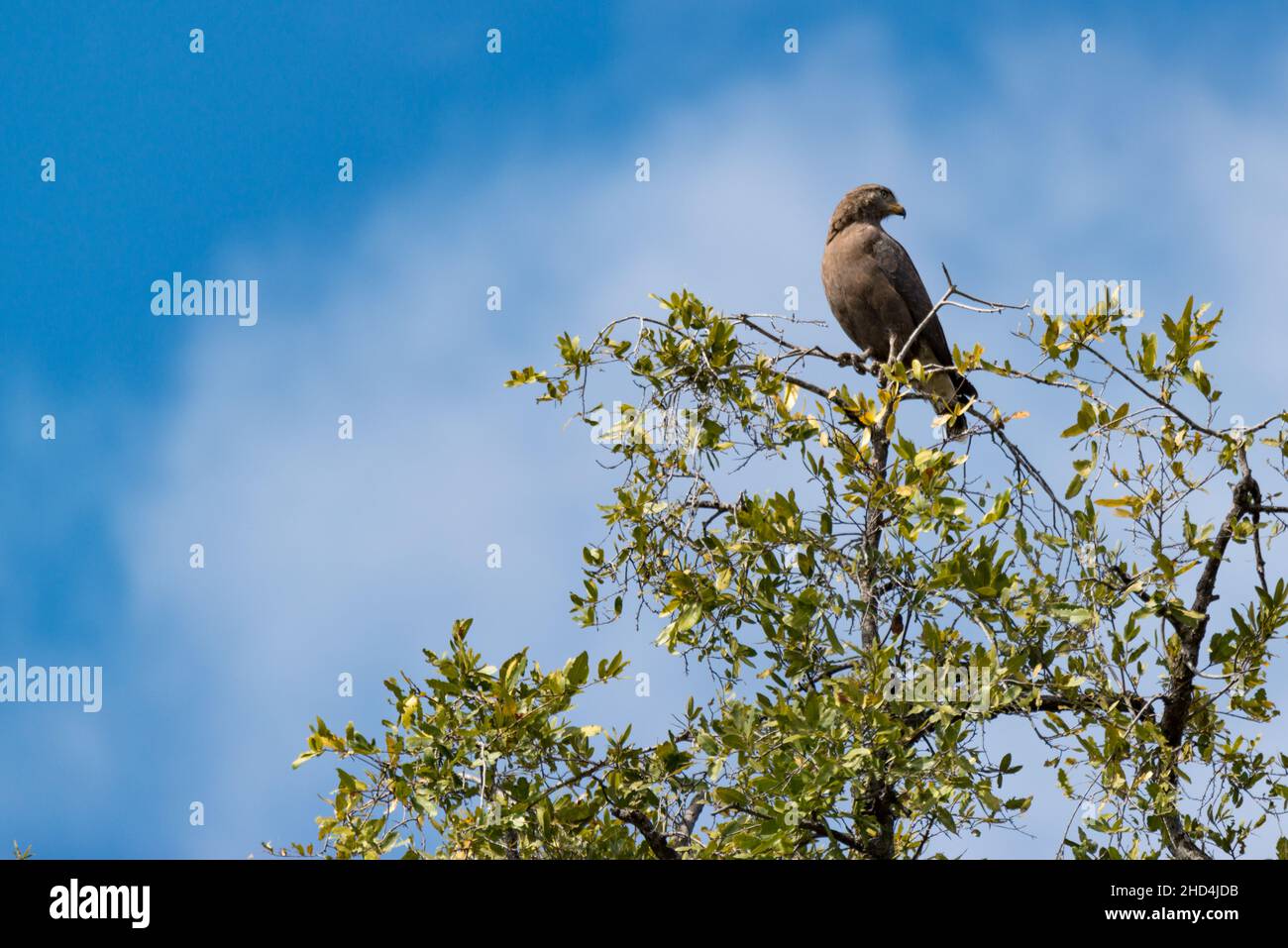 Un faucon dans un arbre dans le parc national de Luangwa Sud, Zambie Banque D'Images