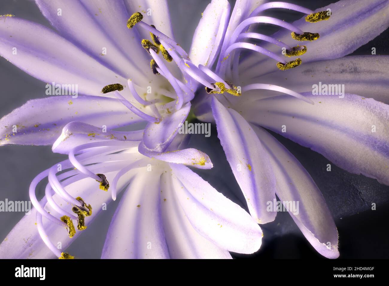 Vue macro des fleurs de Lily du Nil (Agapanthus) Banque D'Images