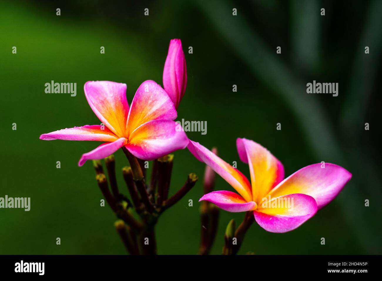 Photo macro de plumérias roses et jaunâtres sur les tiges avec un fond vert flou Banque D'Images Photo macro de plumérias roses et jaunâtres sur les tiges avec un fond vert flou Banque D'Images