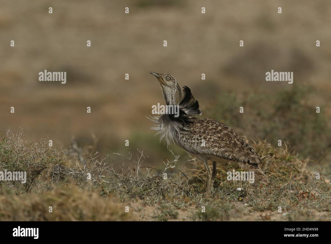 Outarde Houbara sur les plaines de Lanzarote où elles sont protégées par les forces de l'ordre des îles.Sur les îles elles semblent être stables en nombre. Banque D'Images