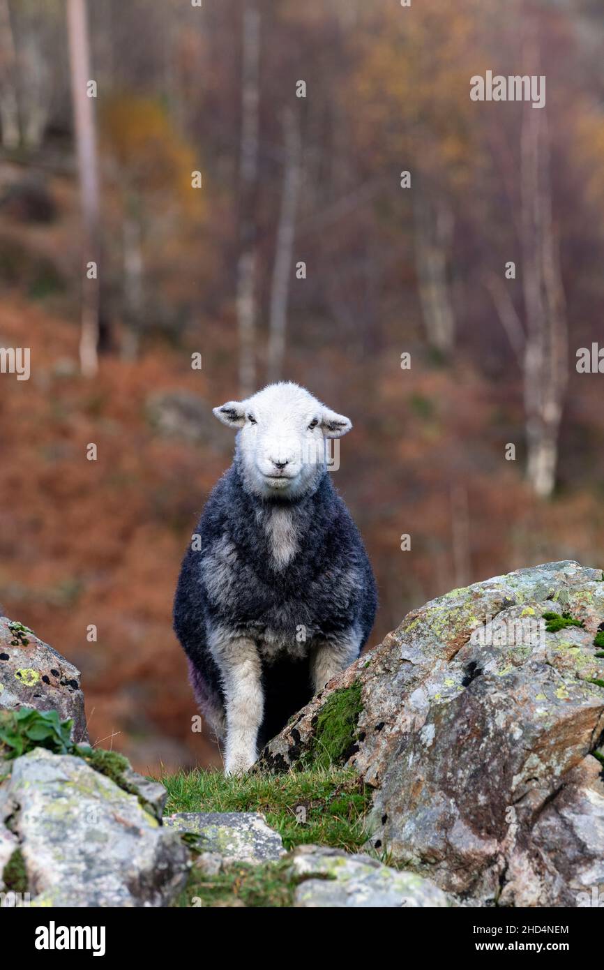 Des moutons de Herdwick paissent sur le flanc de montagne rugueux de la vallée de la Seathwaite, à Borrowdale, dans le district des lacs anglais, au Royaume-Uni. Banque D'Images