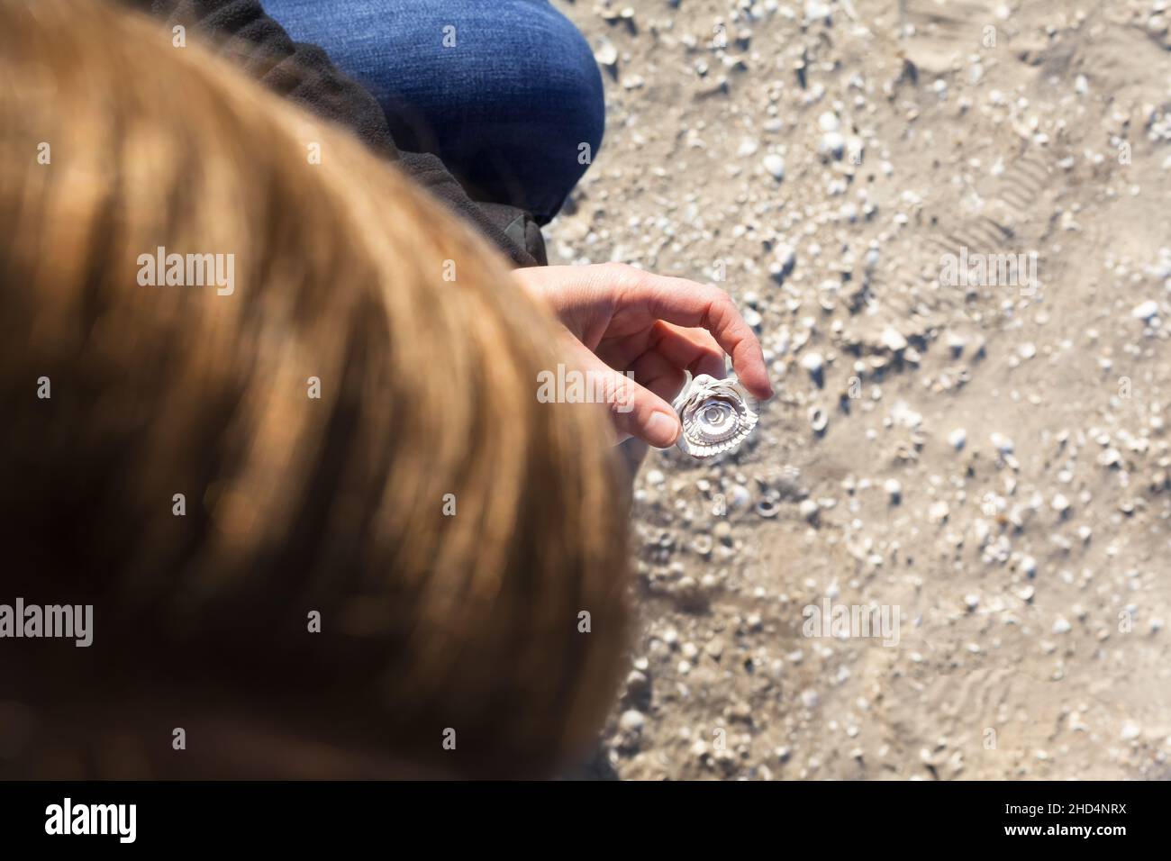 Jeune femme méconnaissable avec un groupe de coquilles dans sa main, triées par taille, sur fond de plage de sable (espace de copie) Banque D'Images