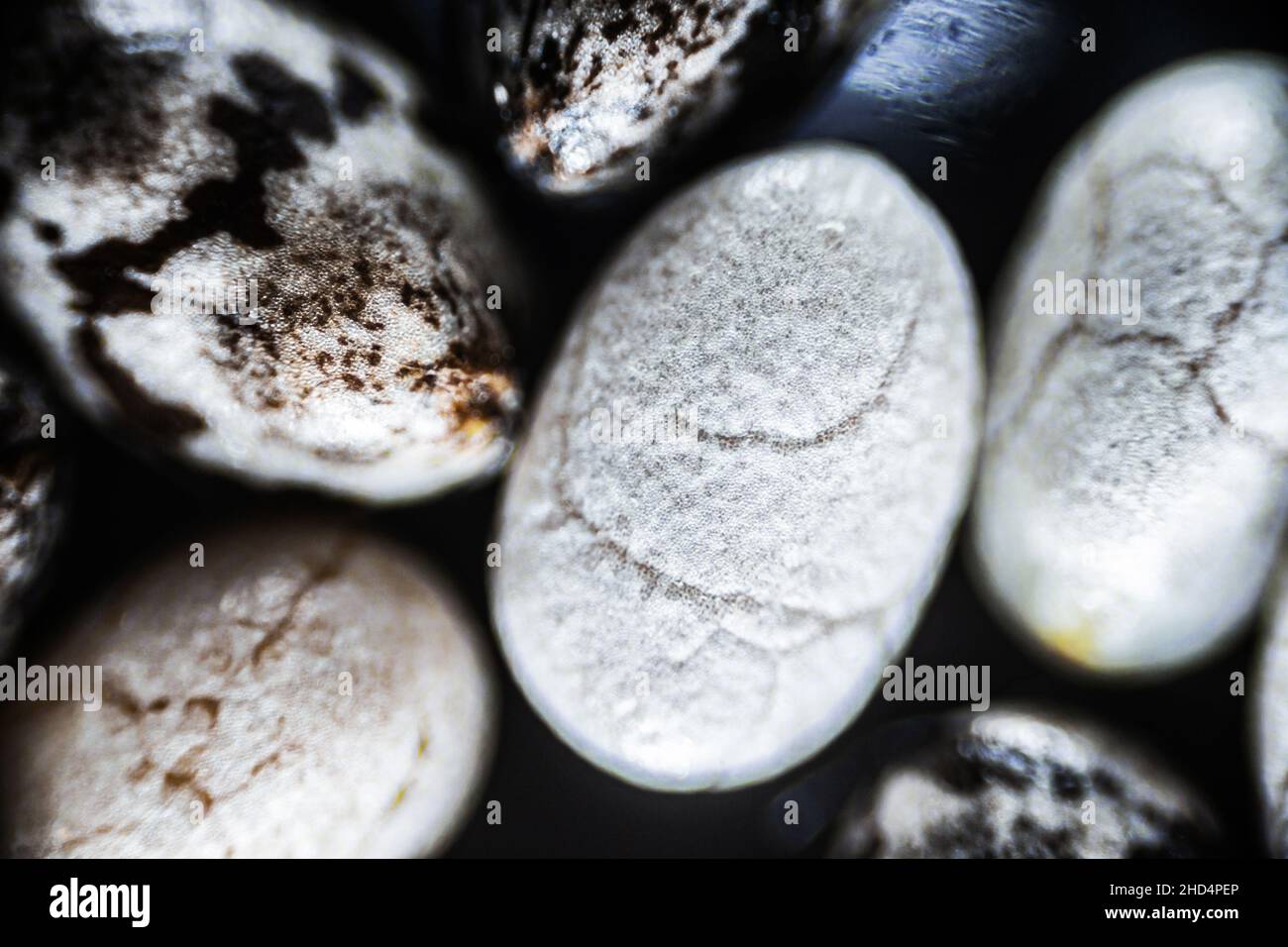 Les graines de Chia se rapprochent sous le microscope, agrandissez 40 fois, mise au point douce Banque D'Images