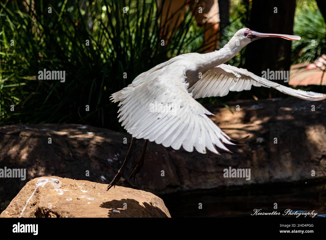 Le bec commun (Platalea leucorodia) s'envole d'une surface rocheuse Banque D'Images