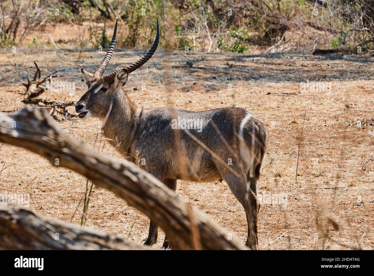 L'hydrobuck mâle ellipsiprymnus, Kobus ellipsiprymnus, est une grande antilope grise avec de grandes cornes trouvées en Afrique. Banque D'Images