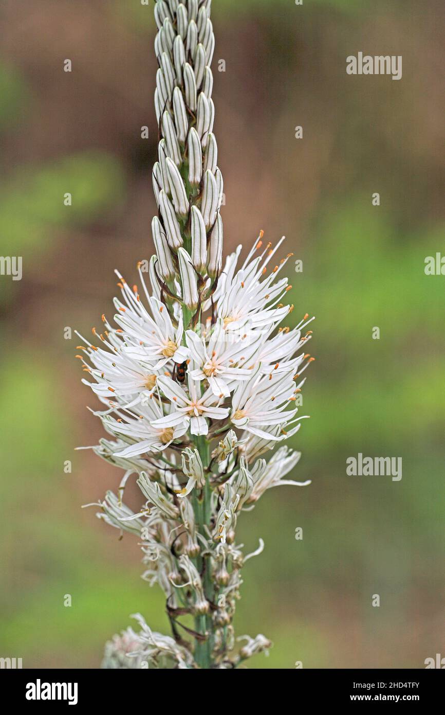 Asphodel commun Asphodelus aestivus poussant sur la lande de bord de route près de Lamotte-Beuvron Loire et cher France Banque D'Images