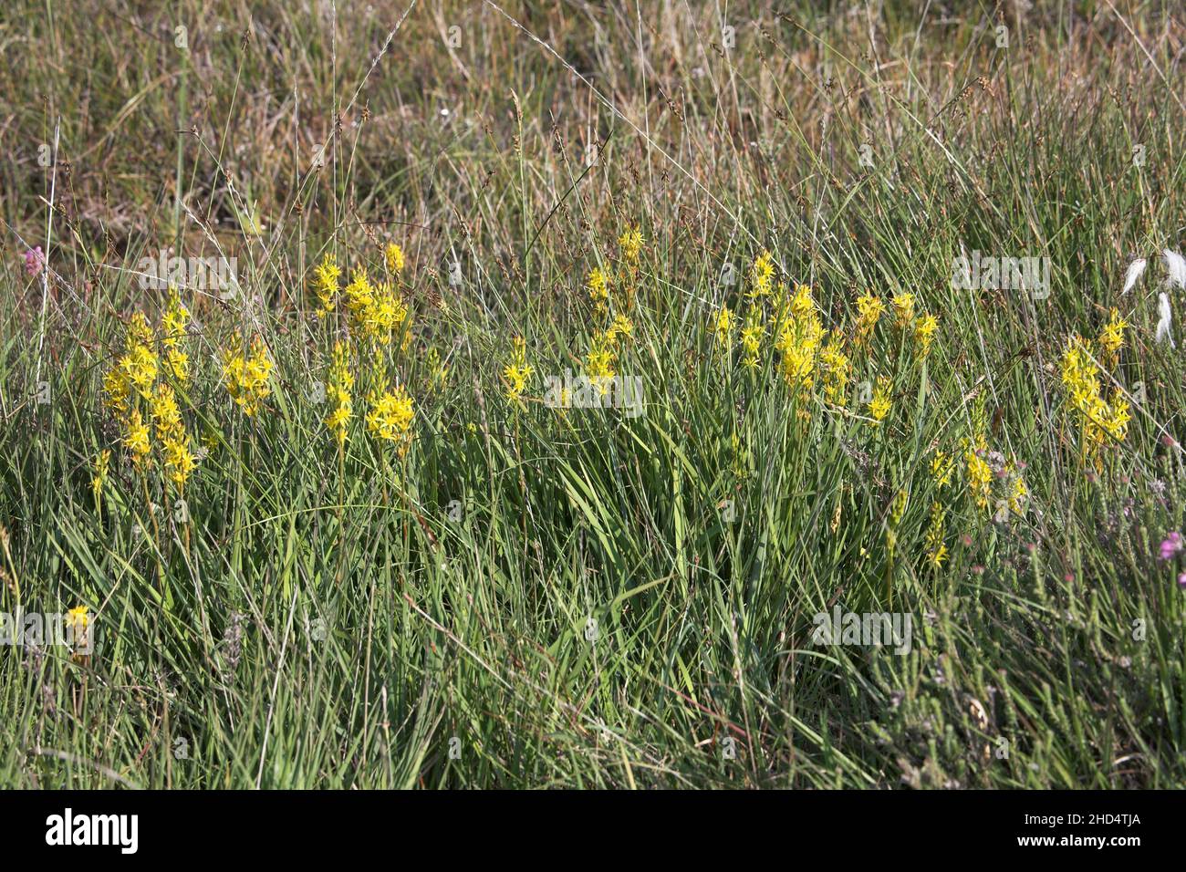 Asphodèle Narthecium ossifragum tourbière du Parc national New Forest Hampshire Angleterre Banque D'Images