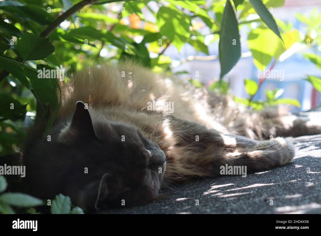 Un chat dormant au soleil sous un arbre Banque D'Images