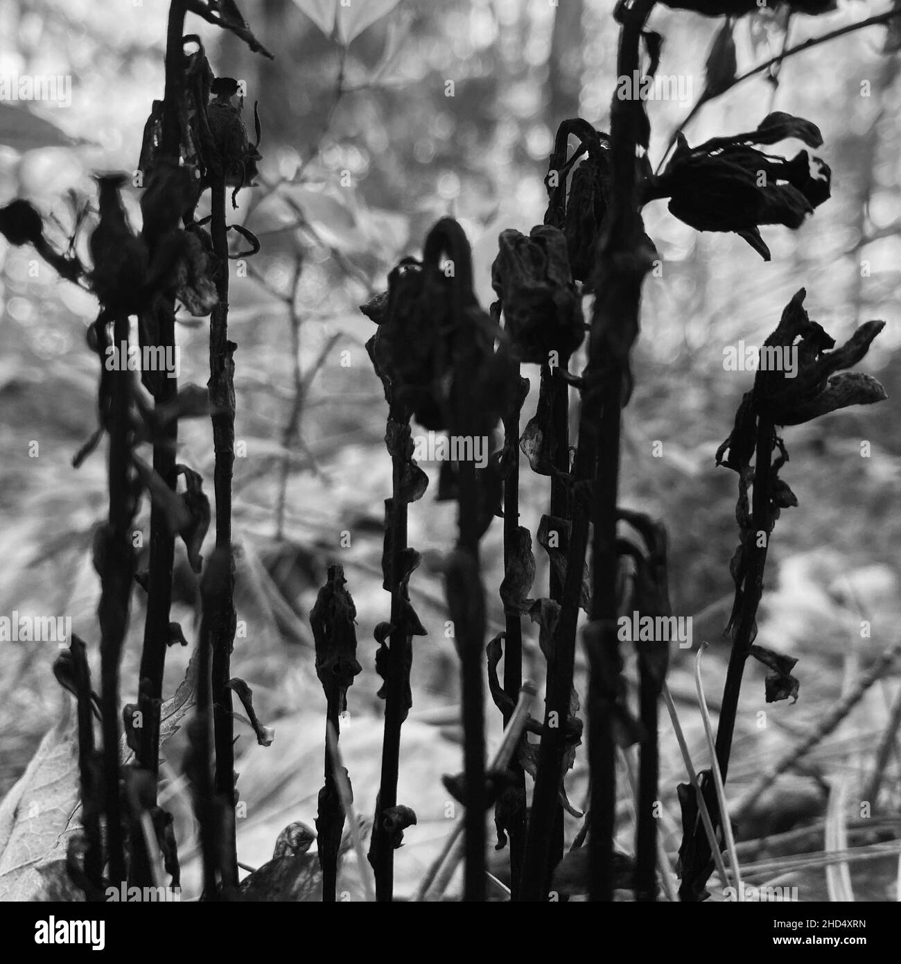 Gros plan vertical en niveaux de gris des tiges des plantes sombres. Mise au point sélectionnée. Banque D'Images