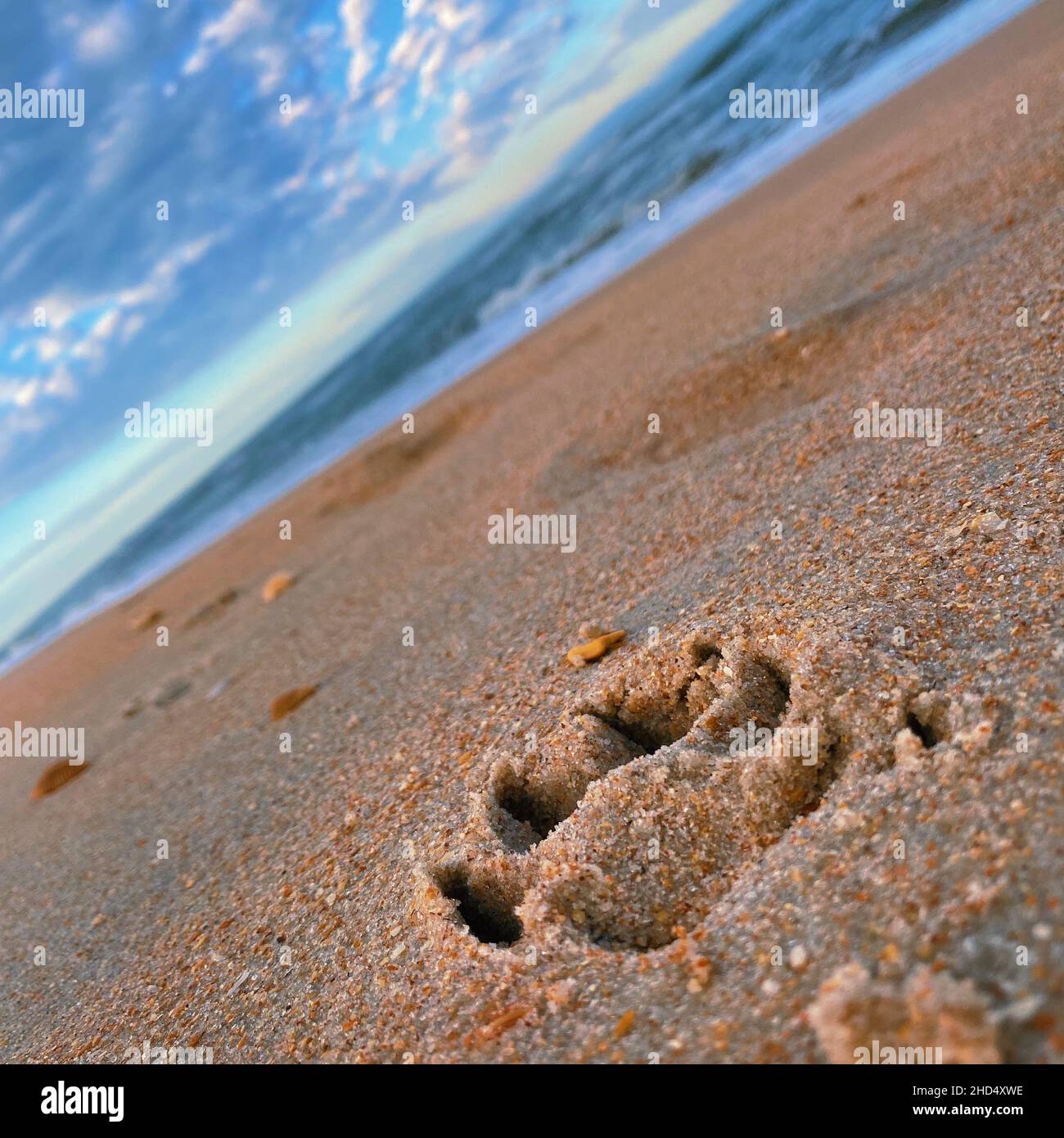 Gros plan de l'empreinte animale sur le sable. Banque D'Images