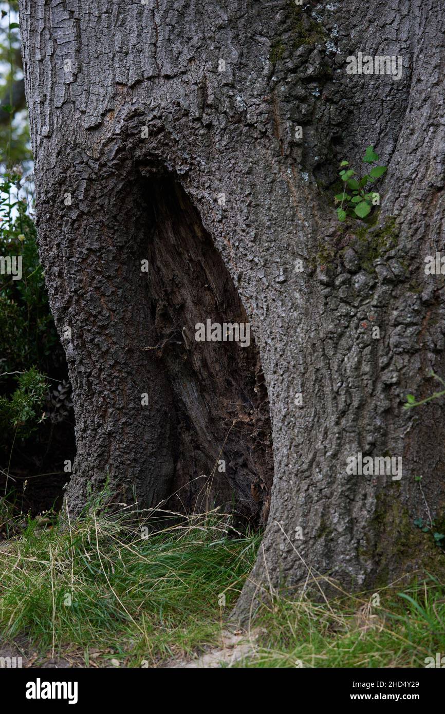 Grand creux formant à la base d'un tronc d'arbre. Banque D'Images