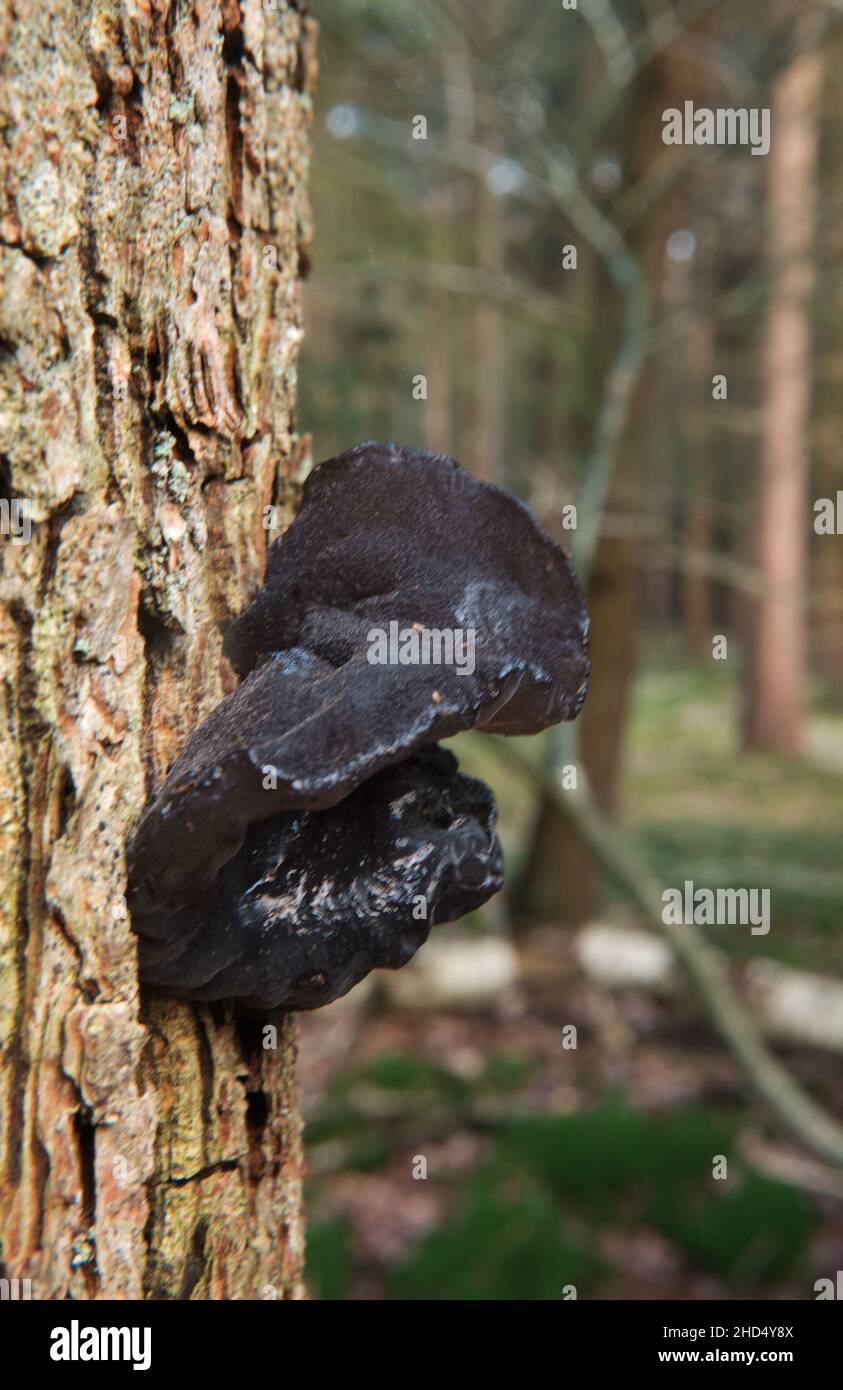 Des corps de fruits caoutchouteux-gélatineux noirs de beurre de sorcières noires et déformés sur l'écorce d'un chêne mort. Banque D'Images