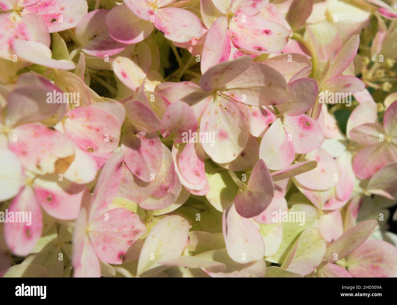 hortensia rose et blanc qui fleuris en arrière-plan d'été gros plan Banque D'Images