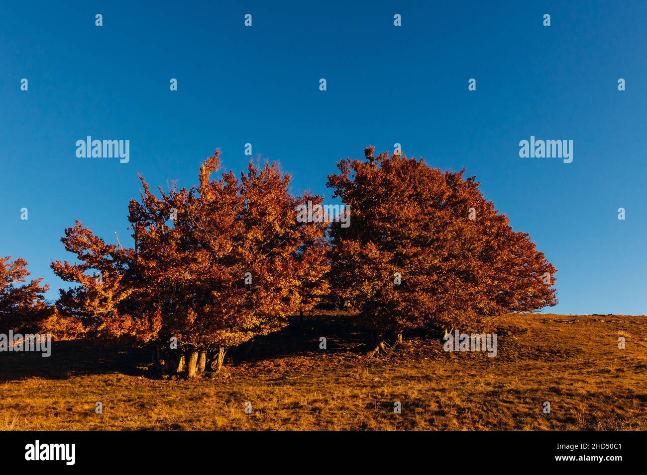 Paysage pittoresque avec arbres d'automne dans le fond d'un ciel bleu sans nuages Banque D'Images