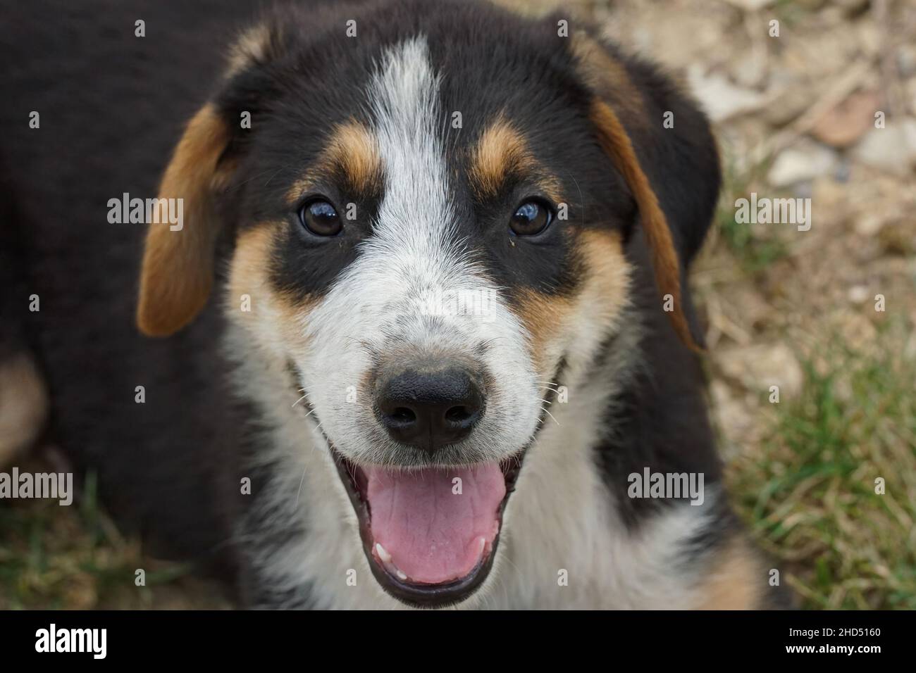 Gros plan d'un chien heureux chiot , avec la bouche et la langue ouvertes Banque D'Images