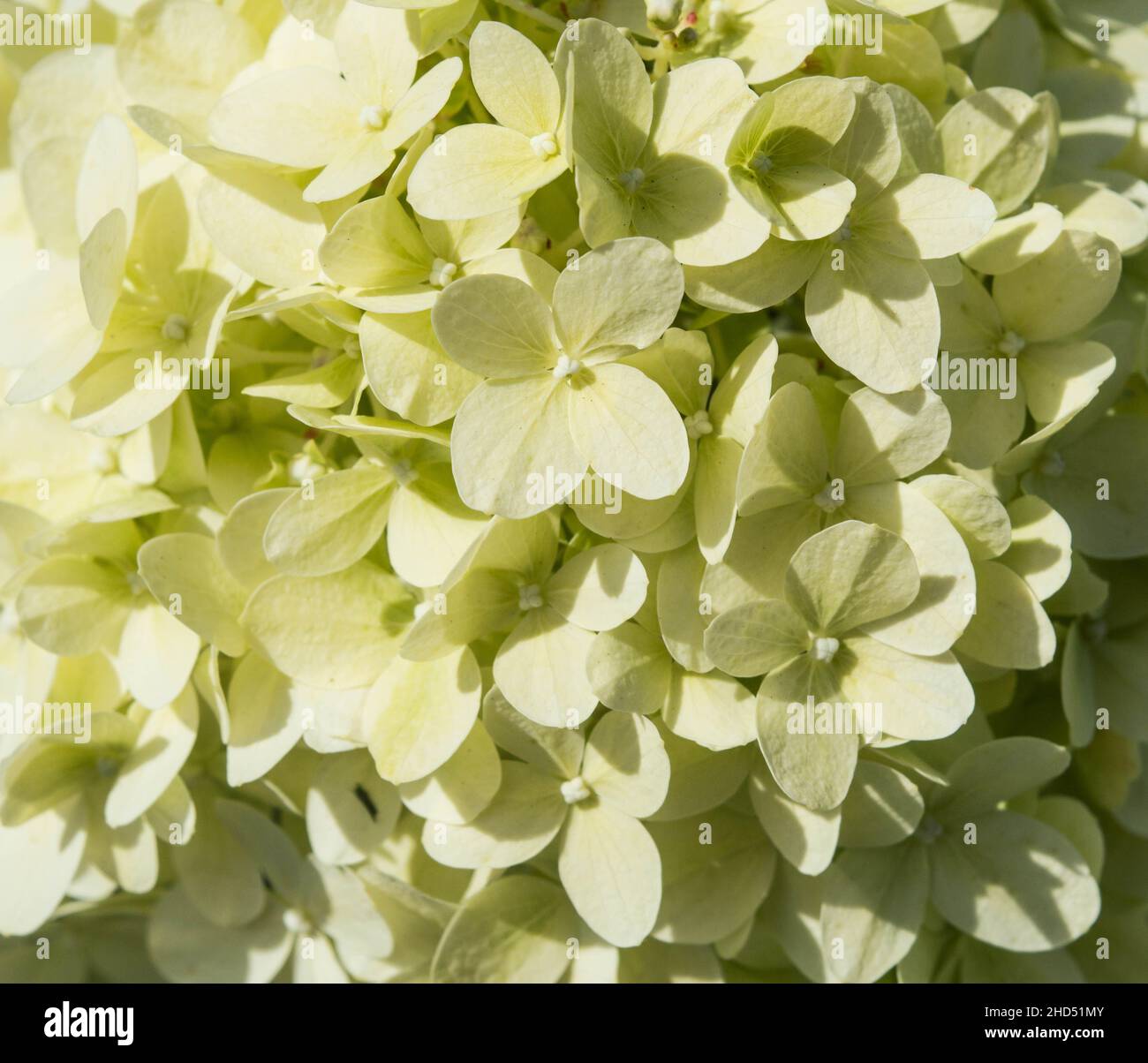 fleur d'hortensia blanche qui fleurit en été dans le jardin de près Banque D'Images