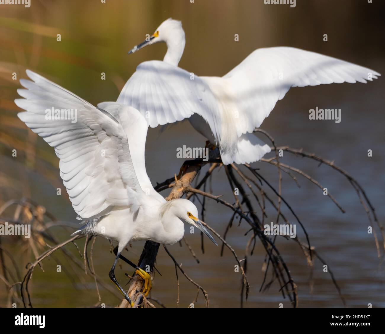 Deux aigrettes enneigées (Egretta thula) écartent leurs ailes tout en étant assis sur une branche près de l'eau Banque D'Images