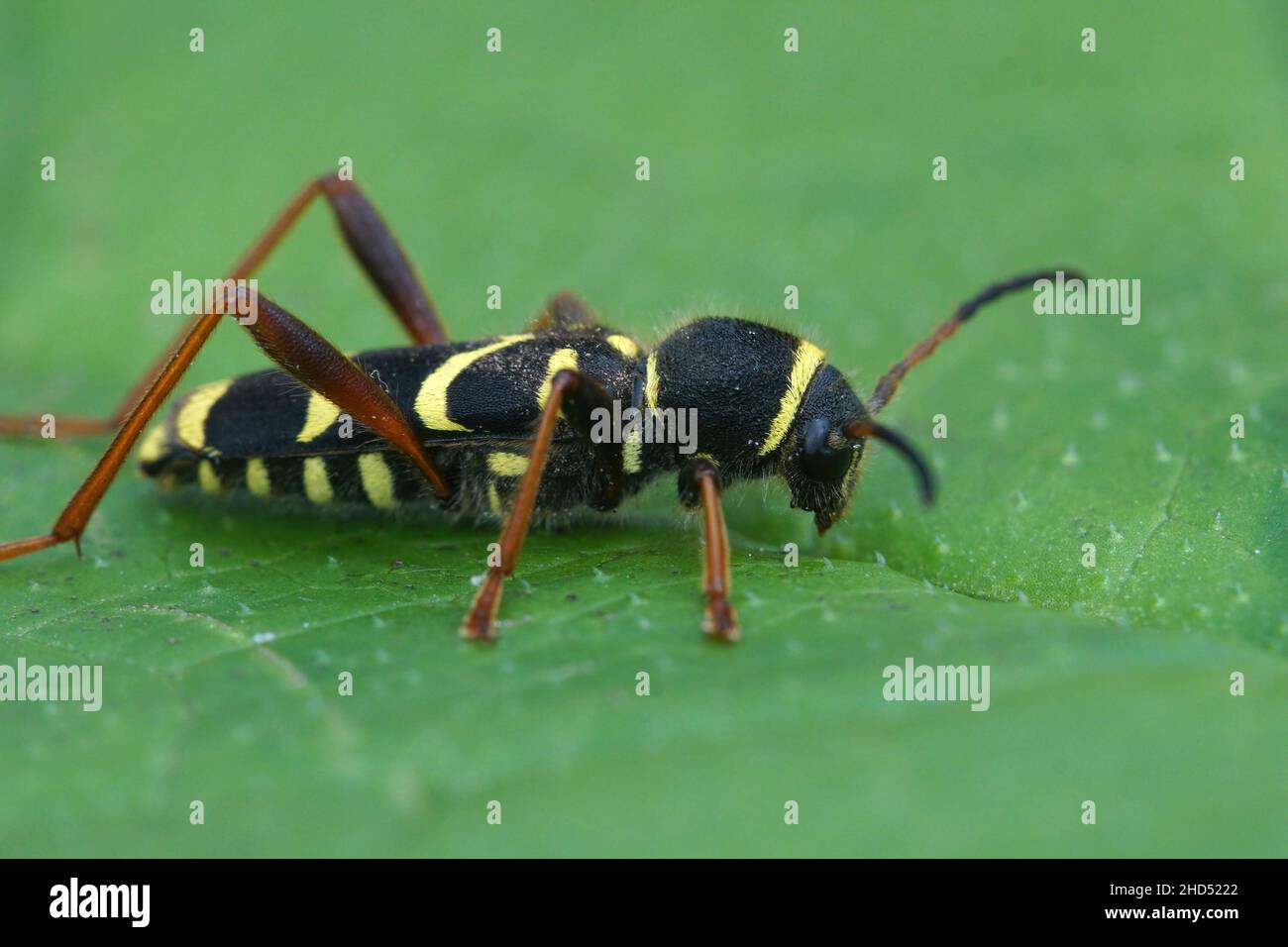 Gros plan latéral de la guêpe longicorne le Clytus arietis on une feuille verte Banque D'Images