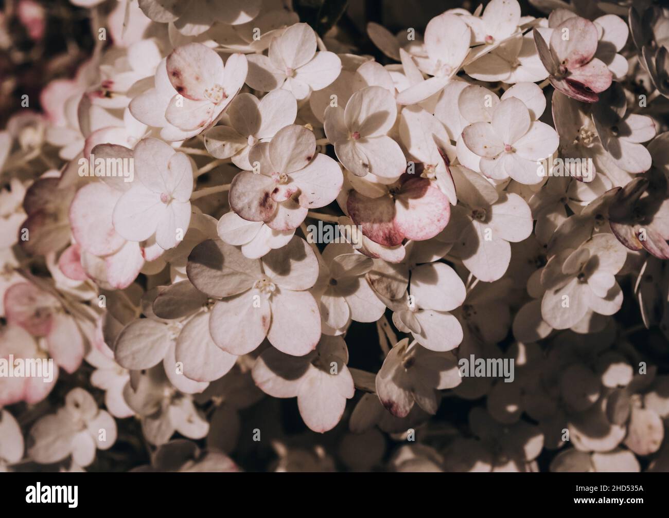 hortensia rose et blanc en fleurs en arrière-plan d'été Banque D'Images