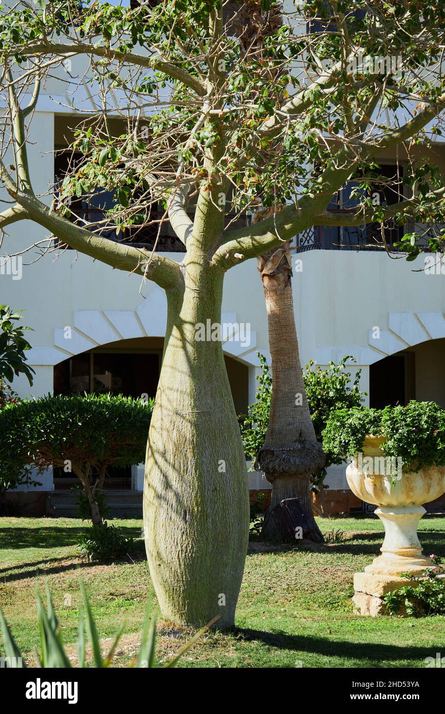 L'arbre de soie dentaire ou ceiba speciosa (arbre de bouteille) poussant dans le jardin Banque D'Images