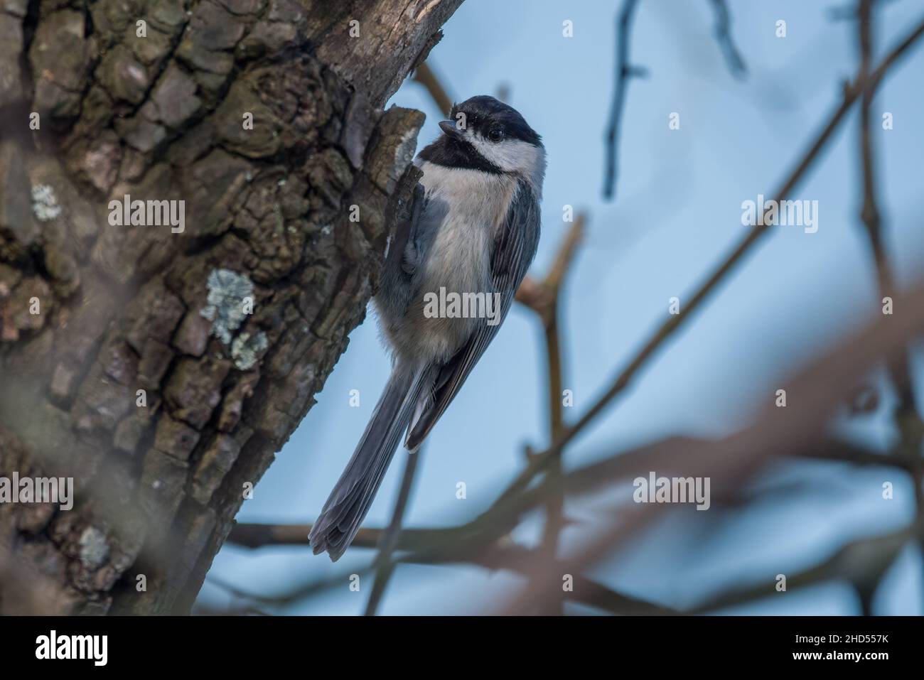 Un chiche à capuchon noir grimpant sur le côté d'un arbre perché sur l'écorce entouré de branches vue rapprochée au printemps Banque D'Images