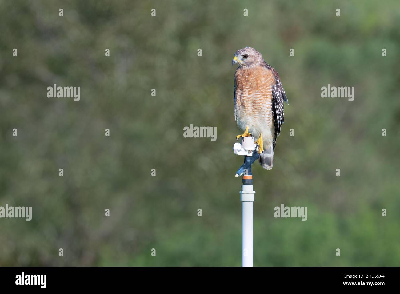 Un faucon à épaulettes de la sous-espèce 'extimus' de Floride est installé sur un arroseur dans un champ d'agriculteur près d'une route de 7 milles à Clermont, en Floride. Banque D'Images