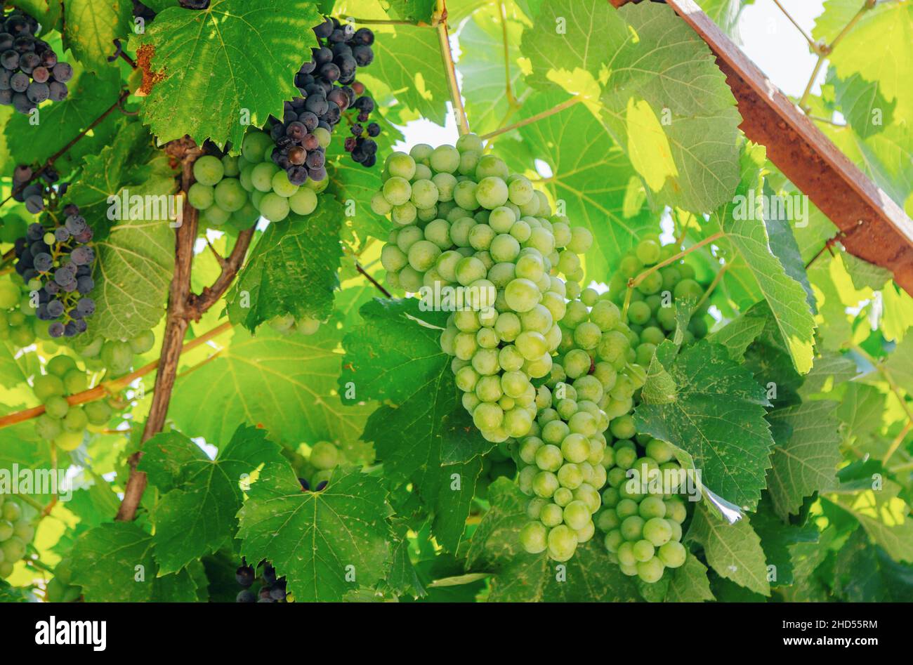 Gros plan sur les raisins qui poussent dans le jardin – bouquet de baies non mûres. Banque D'Images