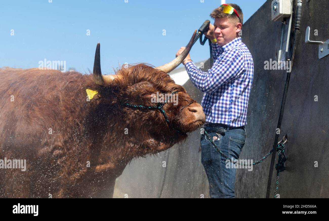 Fermier lavant une vache des Highlands après avoir été montré au Great Yorkshire Show, 2021, Harrogate, Royaume-Uni Banque D'Images