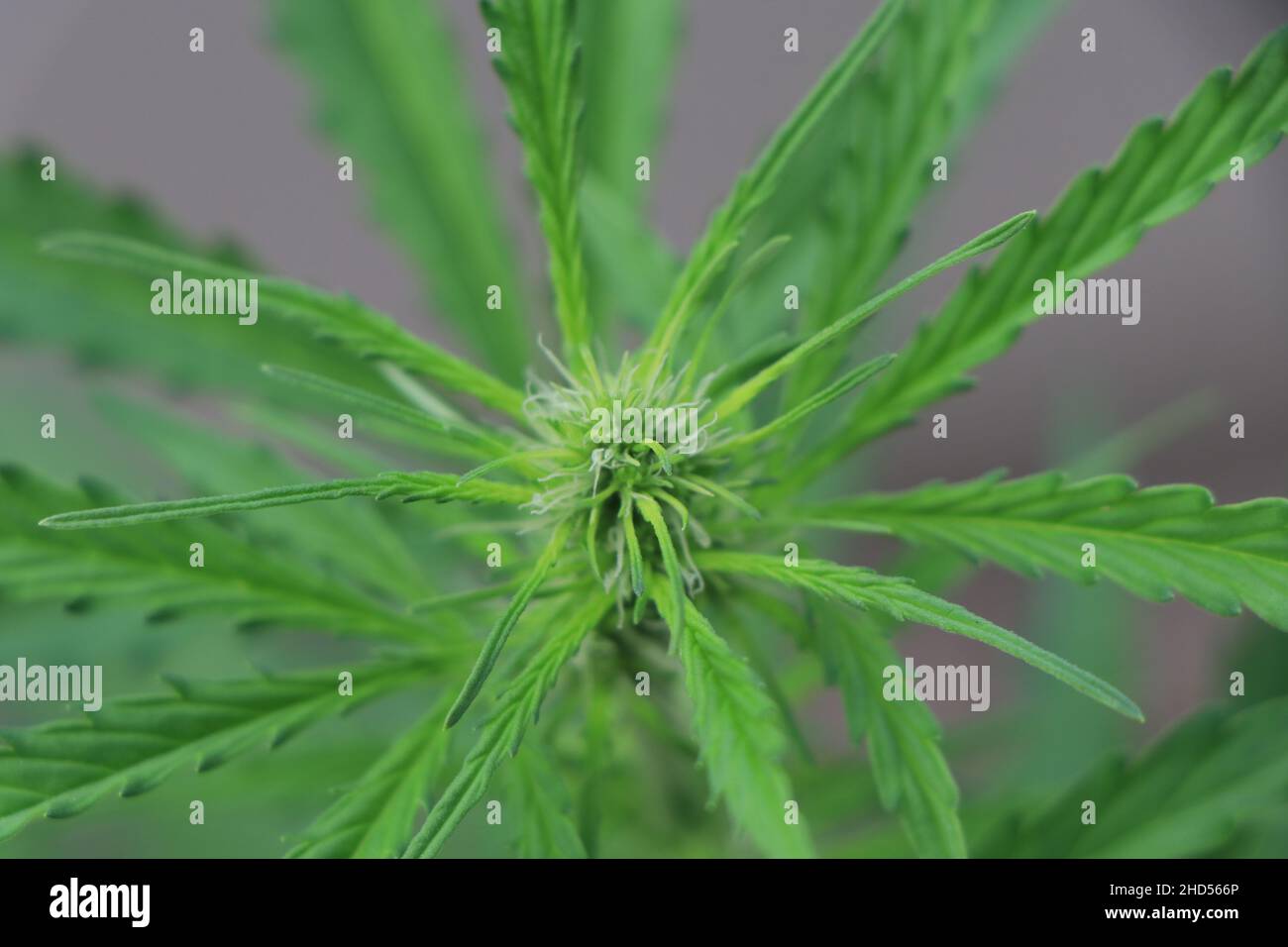 Un gros plan d'une plante verte de cannabis marijuana au début de la floraison.Photo de haute qualité Banque D'Images