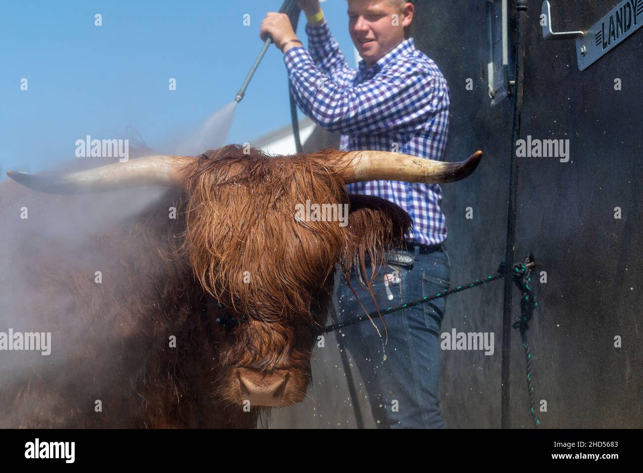 Fermier lavant une vache des Highlands après avoir été montré au Great Yorkshire Show, 2021, Harrogate, Royaume-Uni Banque D'Images