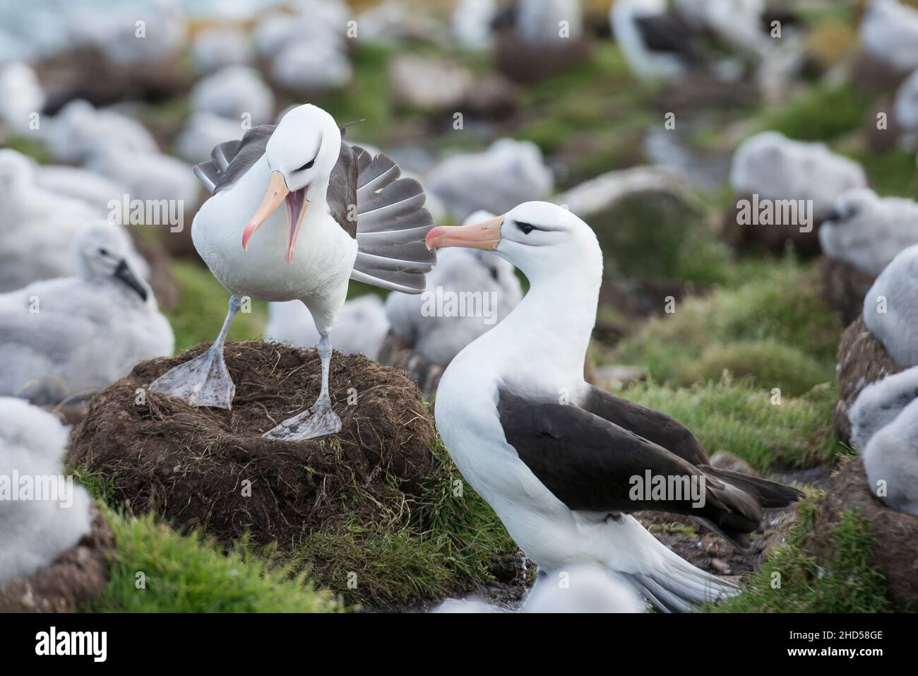 Albatros brun noir ( Thalassarche melanophris ) nichent les îles Falkland paire de l'Atlantique Sud saluant l'un l'autre à leur retour Banque D'Images