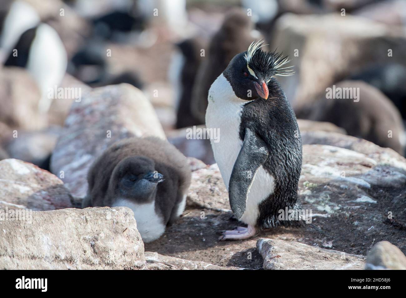 Rockhopper Penguin, Eudyptes chrysocome et poussin au nid sur l'île de Saunders, les îles Falkland, Atlantique Sud Banque D'Images